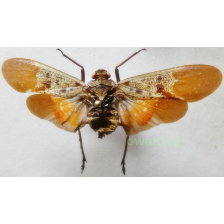 Penthicodes farinosa tulia 54mm Indonesia, Sulawesi Is